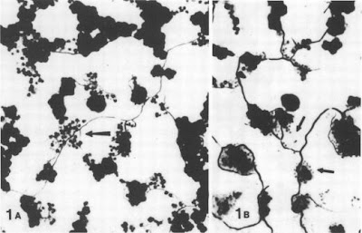 Bacterial Predators of Micrococcus luteus in Soil