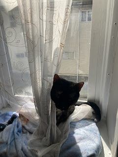 A black and brown tortoiseshell cat sits in a windowsill on a blanket with a sheer white and gold curtain draped around her.