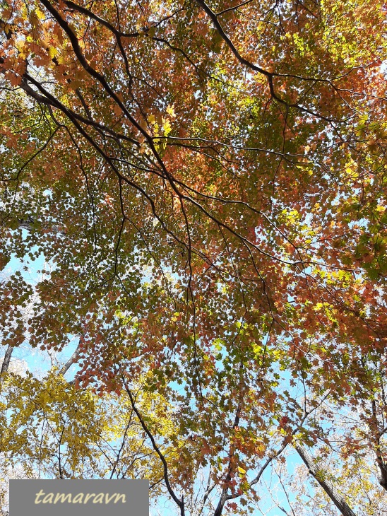 Клён ложнозибольдов (Acer pseudosieboldianum)