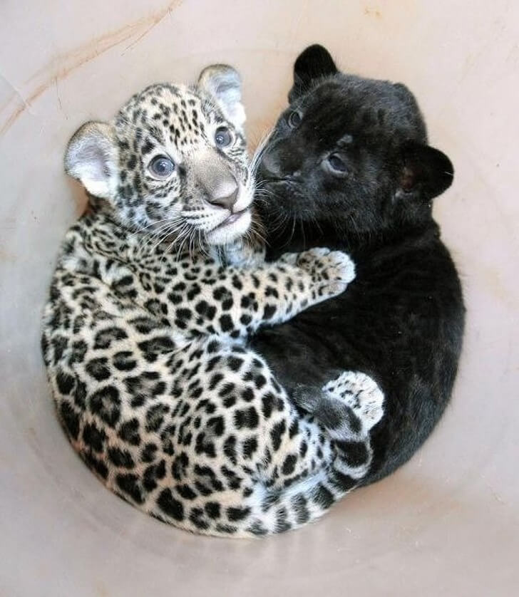 28 Adorably Pictures Of Baby Animals We Want To Adopt Right Now