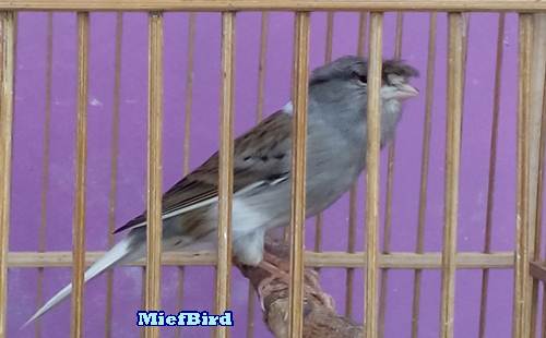 http://miefbird.blogspot.com/2016/08/cara-mengatasi-burung-kenari-macet.html