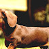 Dachshund - Mini Dotson Dog