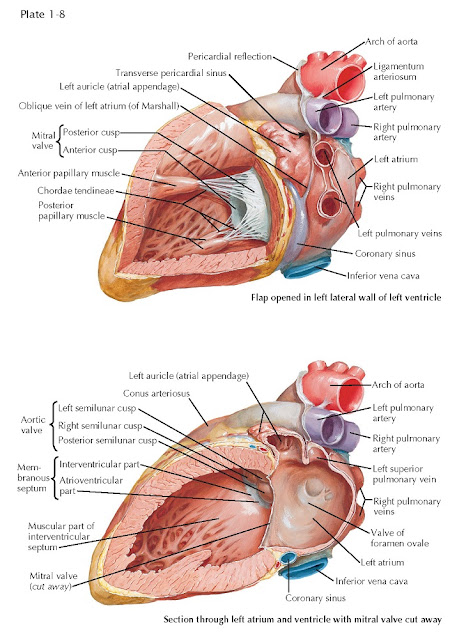 LEFT ATRIUM AND LEFT VENTRICLE