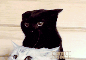 gifs divertidos de gatos (4)