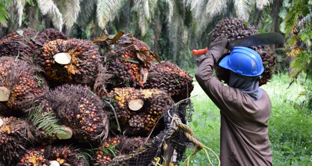 Fedepalma anuncia repunte de la producción de aceite de palma en el final de 2021