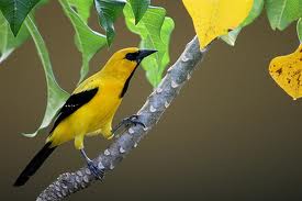 Image result for yellow oriole