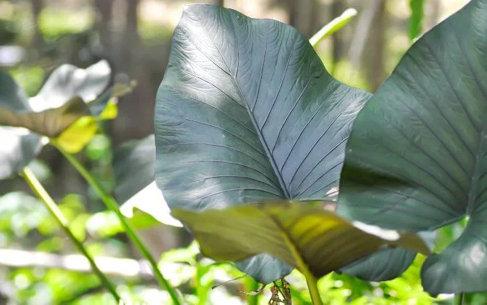Alocasia Regal Shield, crescendo em jardim sombreado.