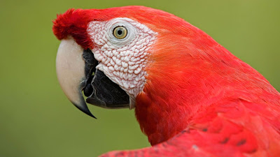 Macaw Portrait38