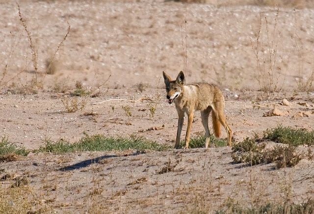 Coyote