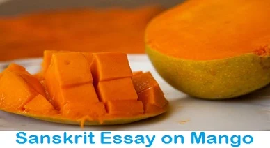 आम पर संस्कृत निबंध। Sanskrit Essay on Mango