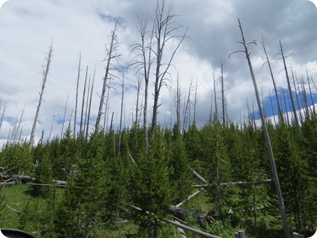 Burn Out sections of Yellowstone