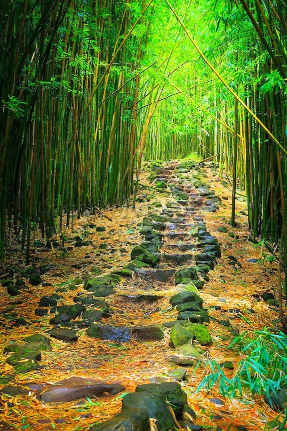 Bamboo forest along the Pipiwai trail to Waimoku Fall in the Kipahulu area of Haleakala National Park