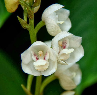 holy ghost orchid