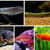 Conheça os 5 peixes que mais PULAM do aquário!