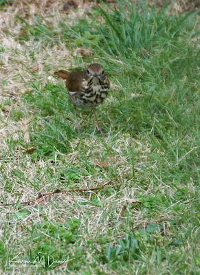 hermit thrush