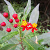 Asclepias curassavica