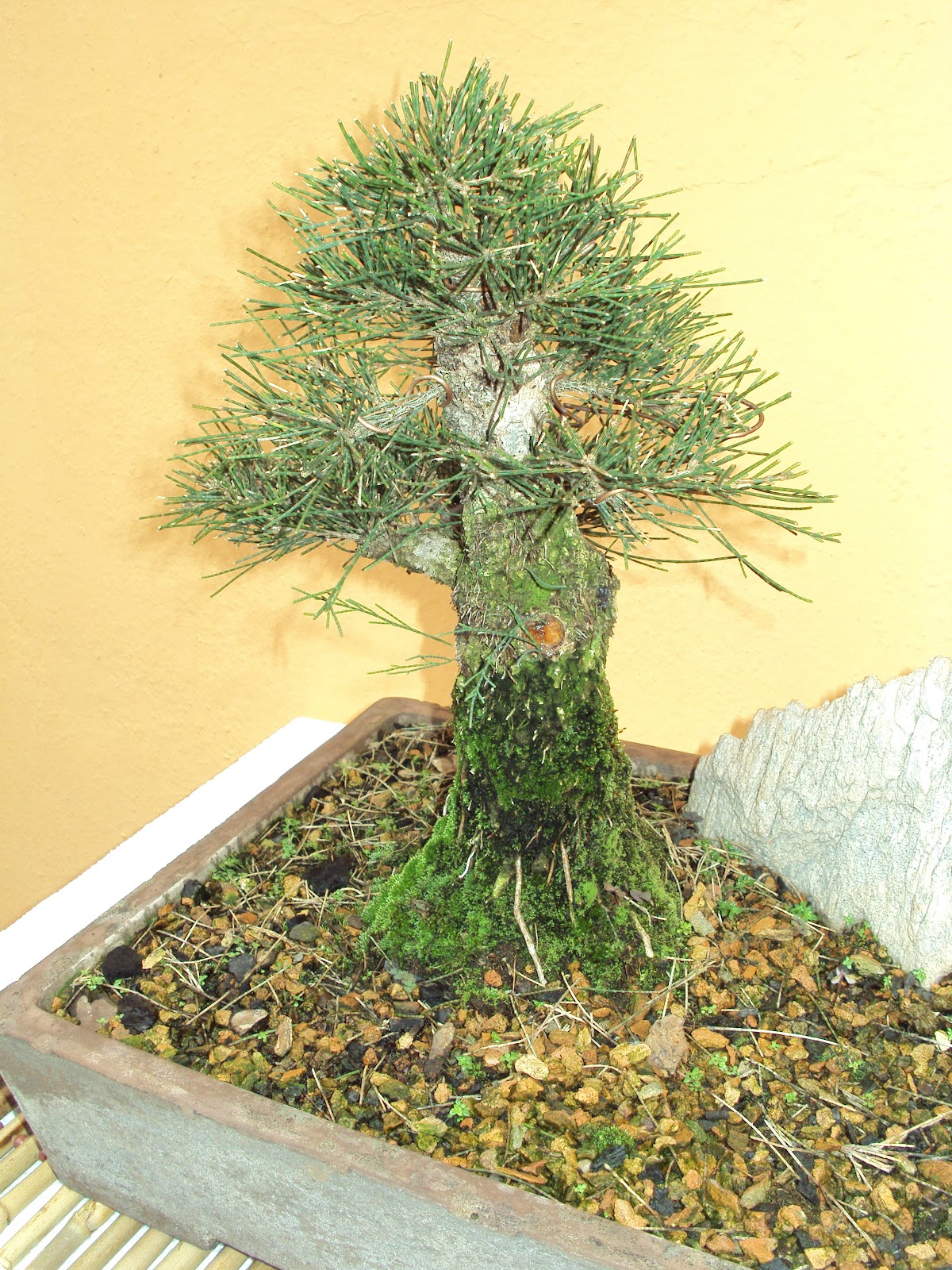  Bonsai  Minas Casuarina 