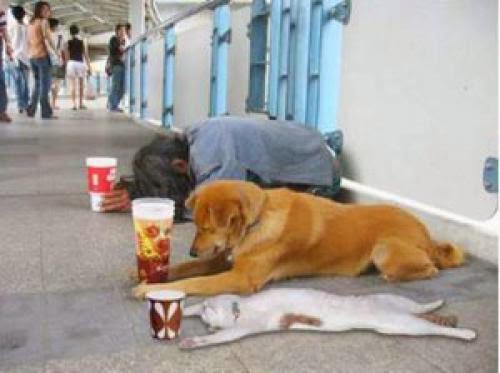 Pet Protection