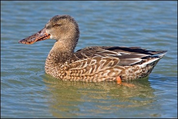 Shoveler_(Female)