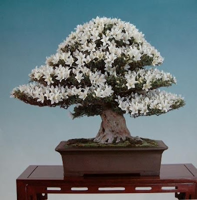 bonsai trees