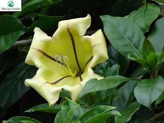 Solandra Grandiflora: uma bela e perfumada videira florida