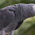 African Grey Parrot