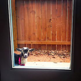 Funny animals of the week - 31 January 2014 (40 pics), goat peeking through the glass door