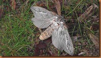 Cavendish 2011-05-13 002