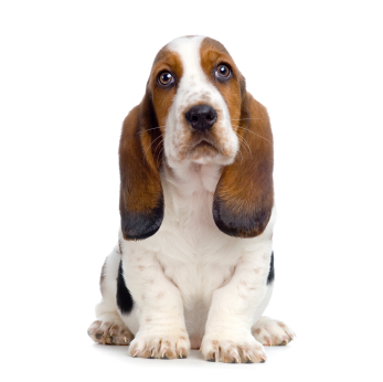 The dog in world: Basset Hound dogs