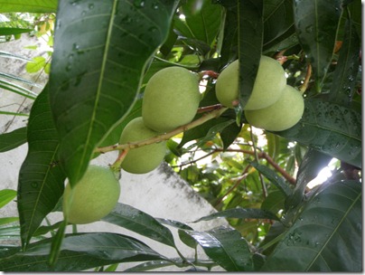 fruitting trees       