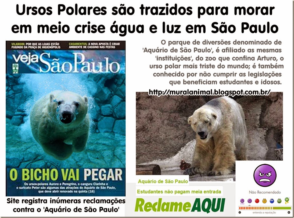 ursos_polares_sao_paulo