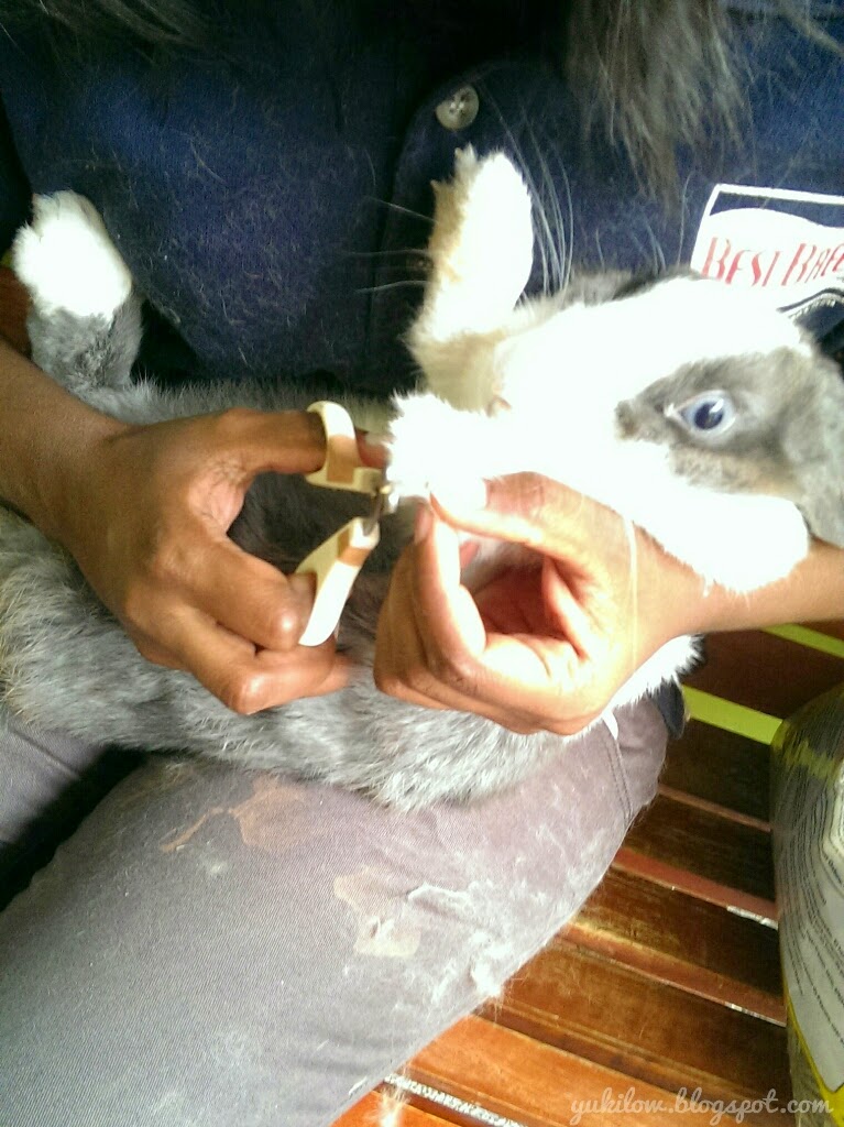 J Jay Pet Station