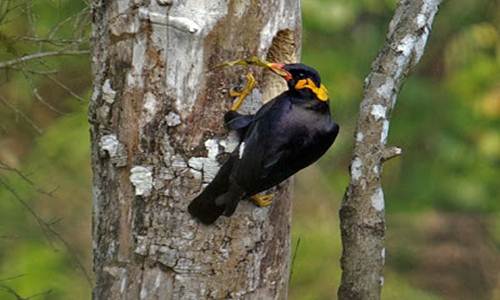 https://miefbird.blogspot.com/2018/02/makanan-burung-beo-biar-gacor.html