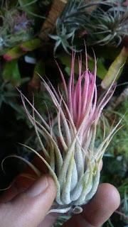 Tillandsia scaposa