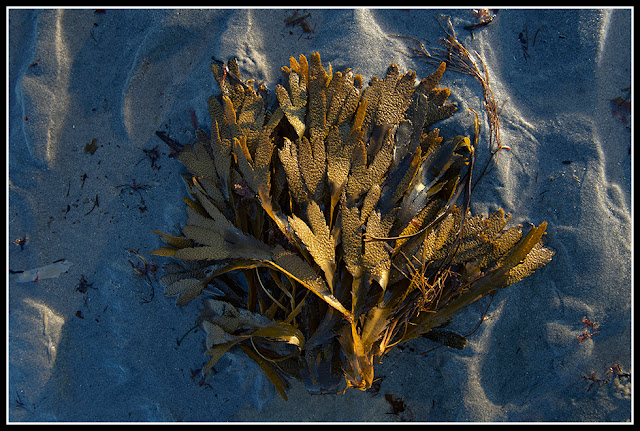 Cherry Hill Beach; Nova Scotia; Seaweed; Maritimes