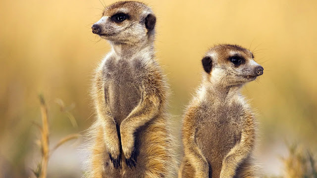 Meerkats