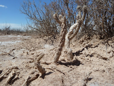 cactus de las estepas