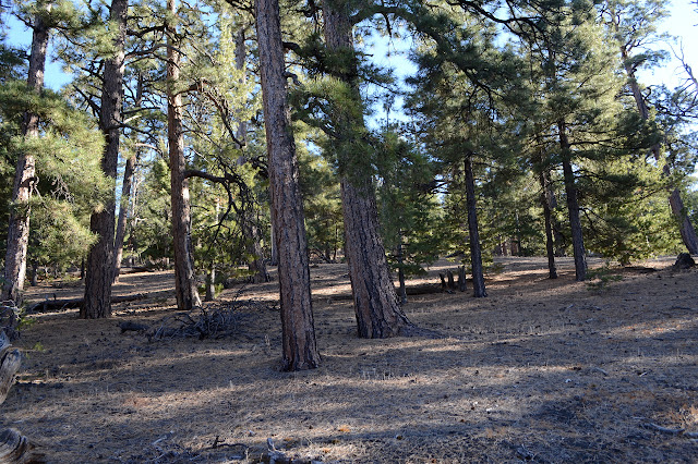 sparse trees and sparser ground cover