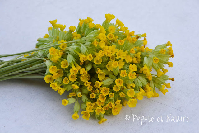 Limonade aux fleurs de coucou © Popote et Nature