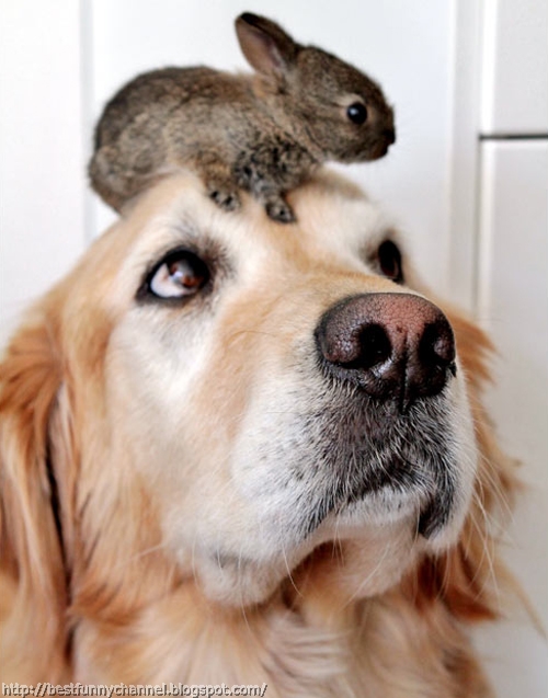 Dog and small bunny.