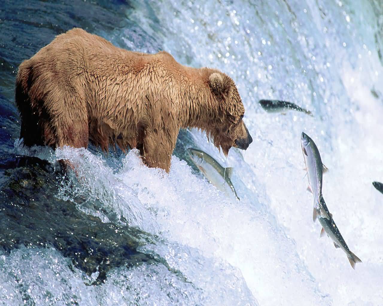 Grizzly Bear Gone Fishing