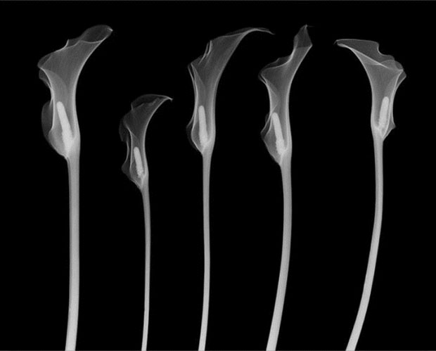 fotografia,rayos x,photographs,x rays,nick Veasey,black,white,interior,flor,flower,cala