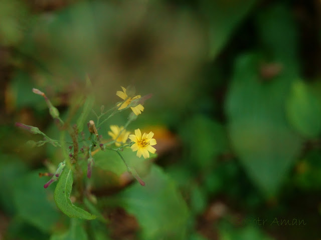 Ixeris dentata