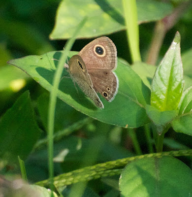 Common Four-Ring (Yphthima huebneri)