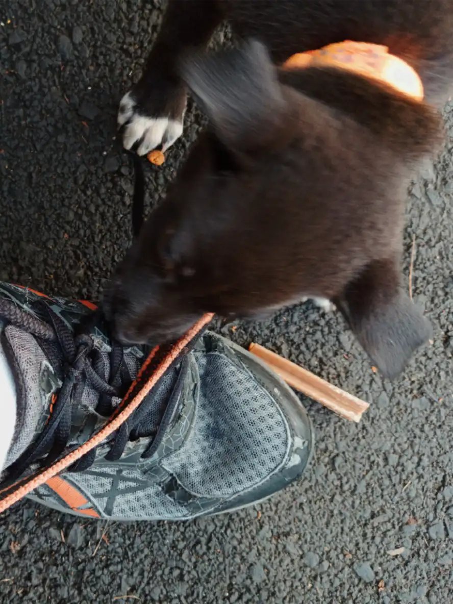 Anjing kecil di kaki JPO JORR Jatiwarna — Blogombal.com 