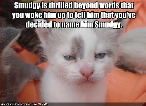 funny cats with words. 2010 really funny pics of cats