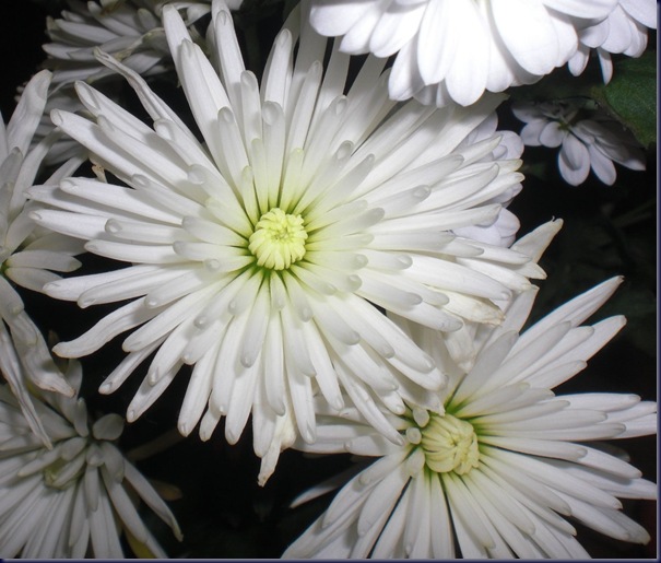 flower2
