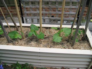 Scarlet runner beans