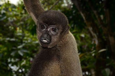 Amazon Tree Climbing