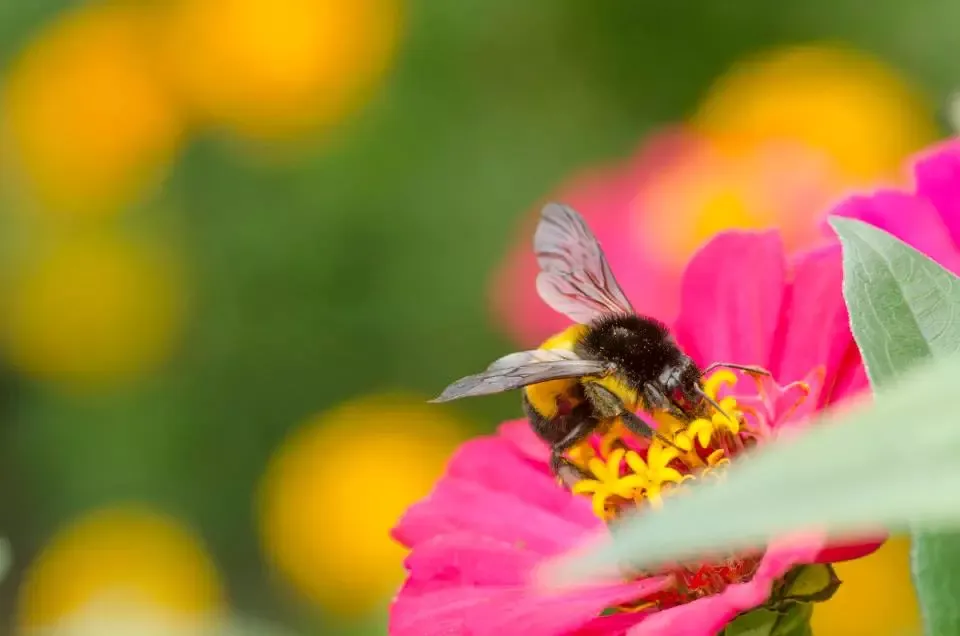 Busy Bee Baguio City Flora Cordillera Administrative Region Philippines